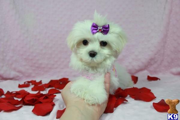 lvpuppyheaven Picture 2